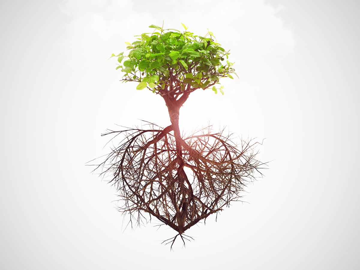 Illustrated tree with roots descending into ground in heart shape
